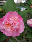 茶花