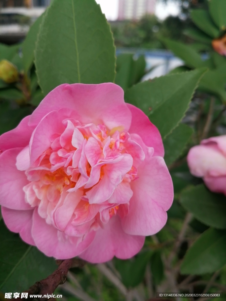 茶花