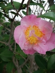 茶花