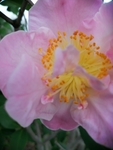 茶花