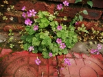 四叶草花