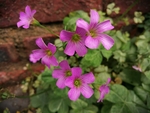 四叶草花