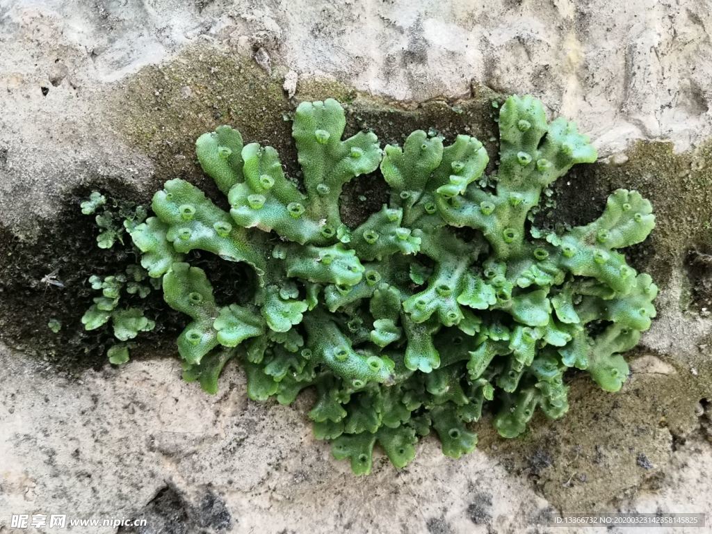苔藓