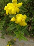 迎春花