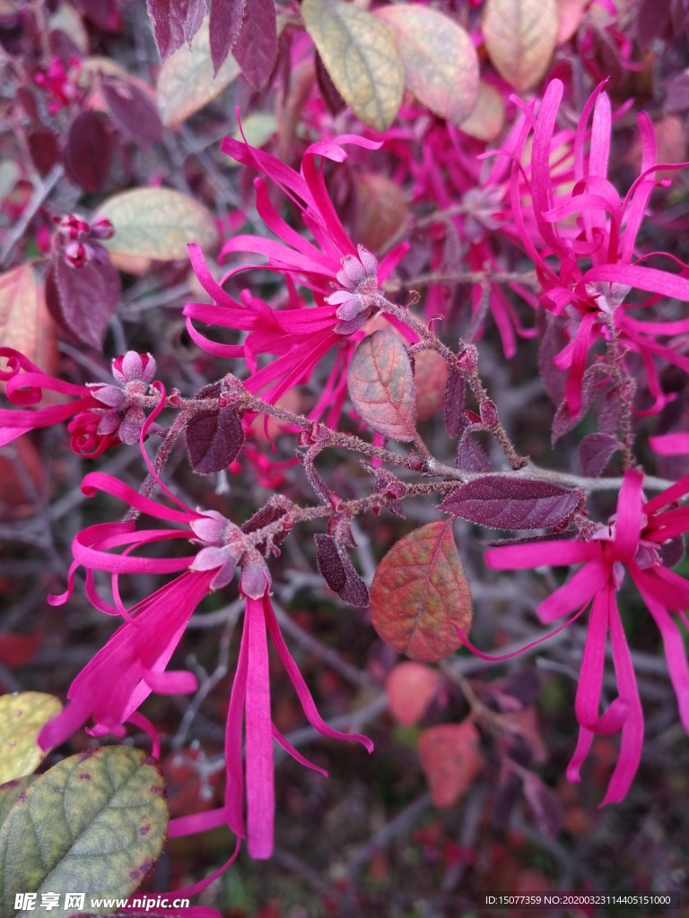 花
