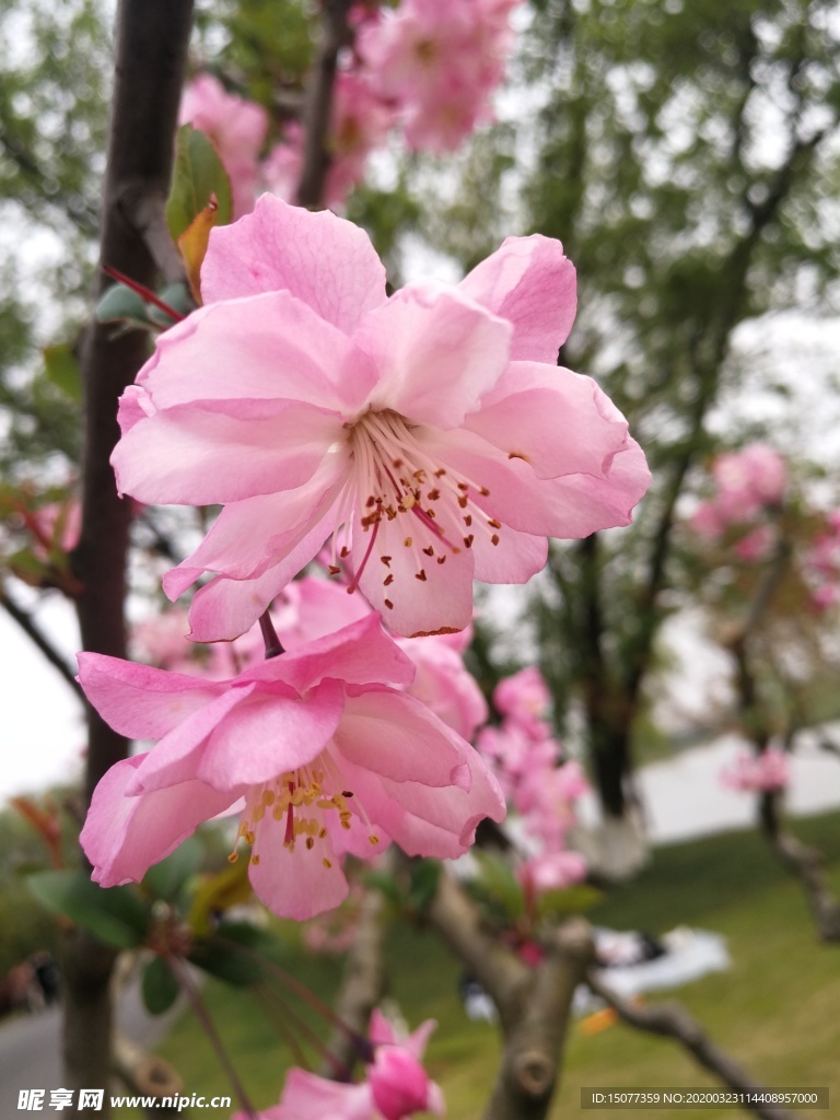 桃花