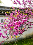 荻港古村