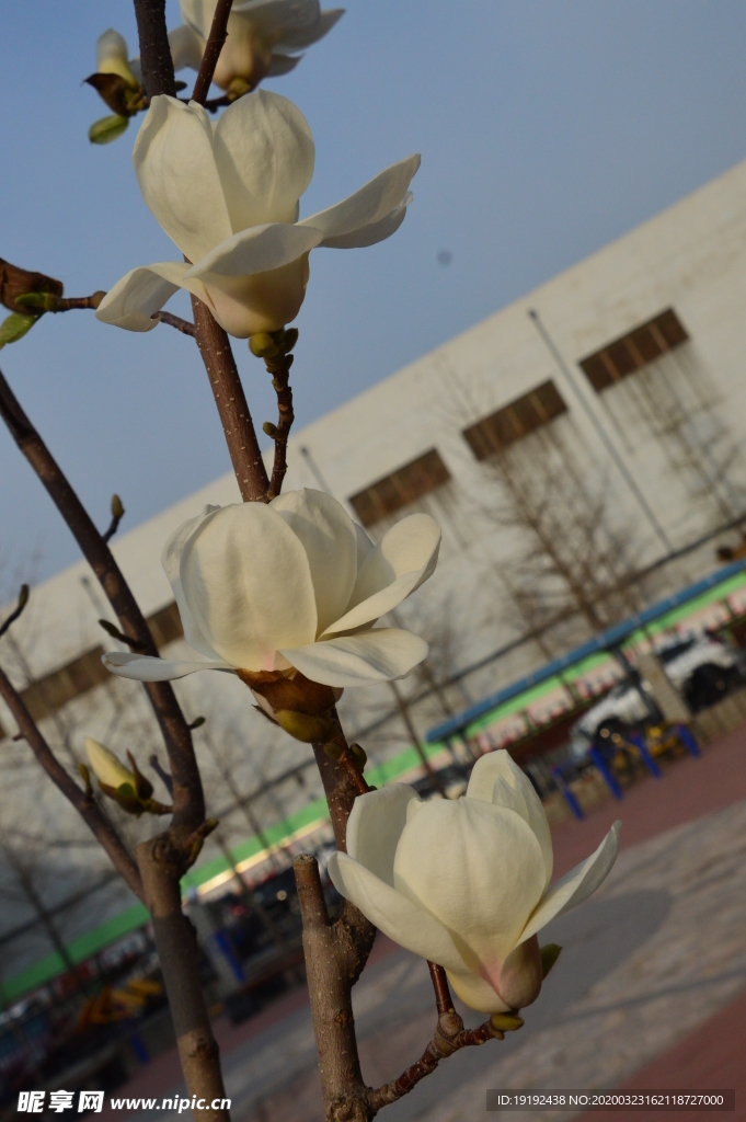 玉兰花