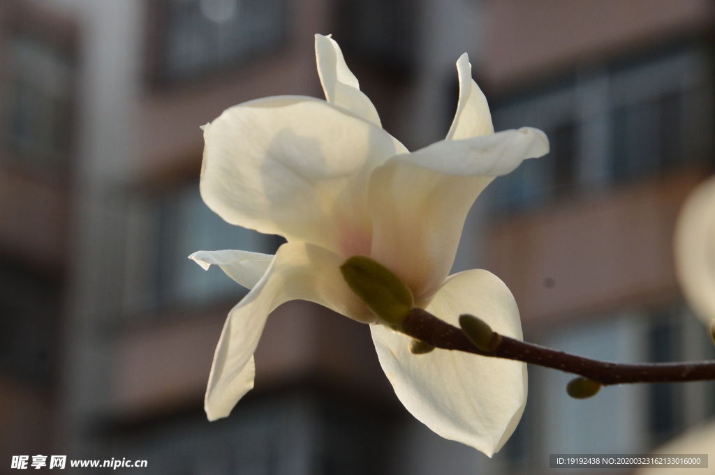 玉兰花