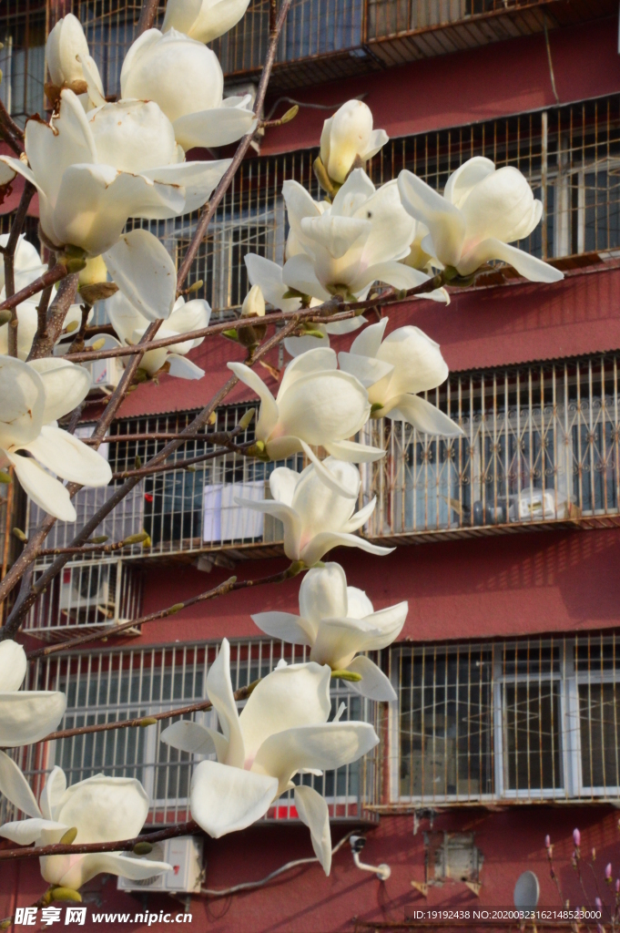 玉兰花