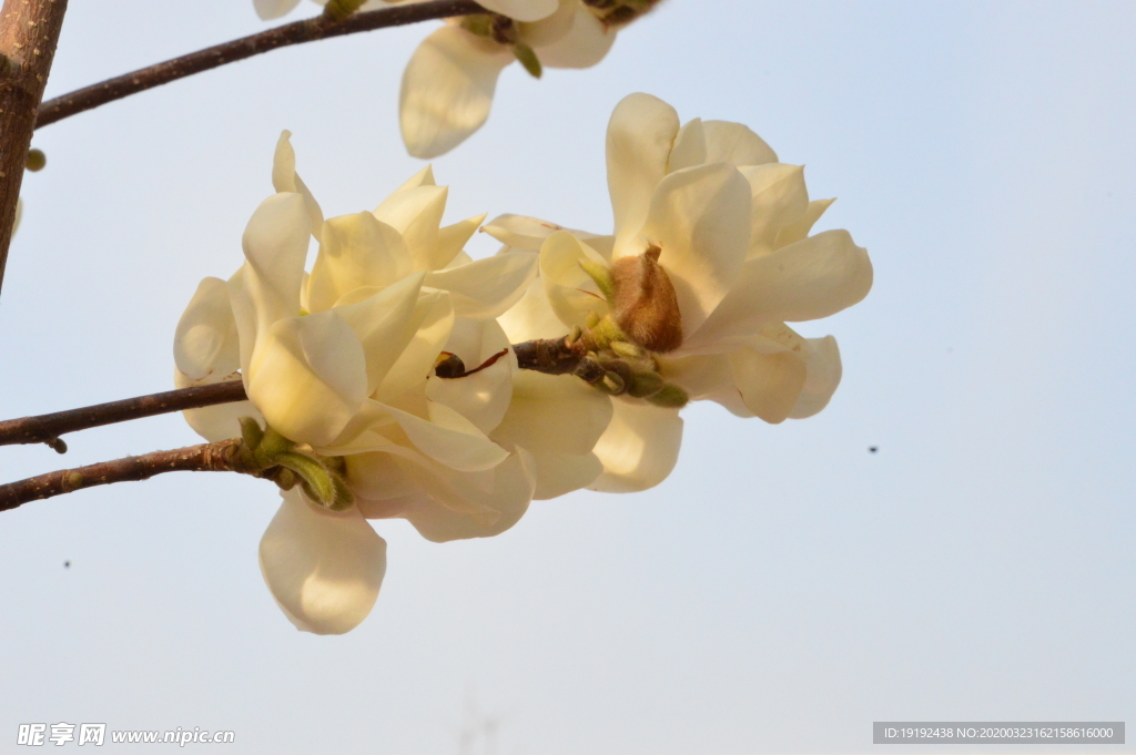 玉兰花