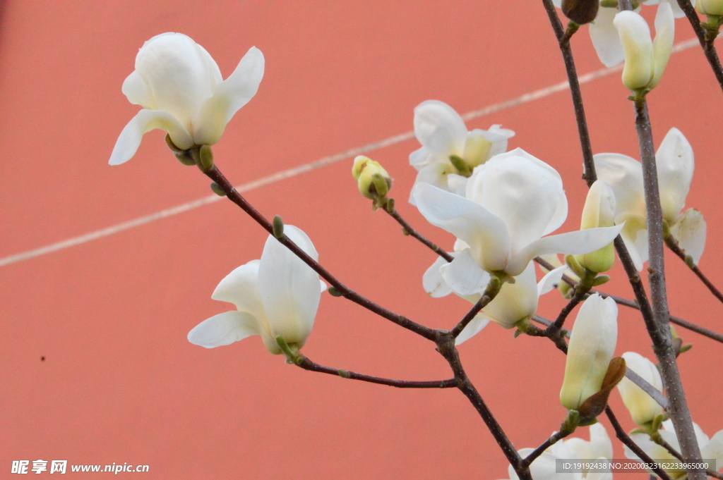玉兰花