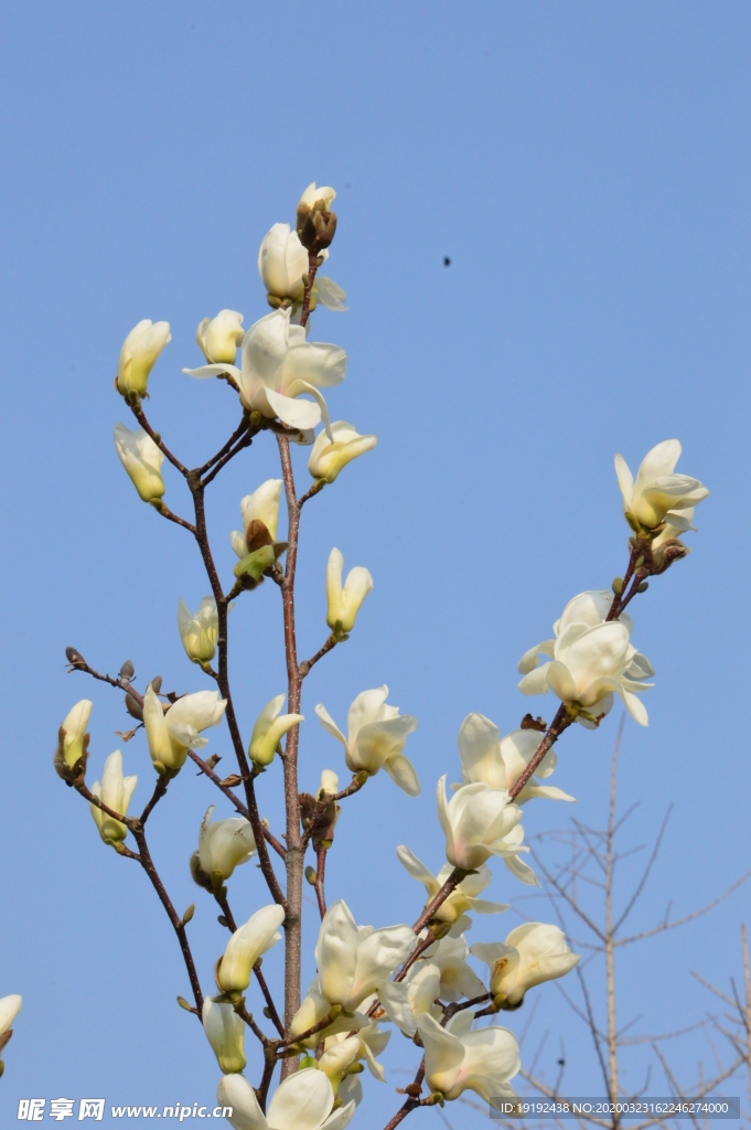 玉兰花