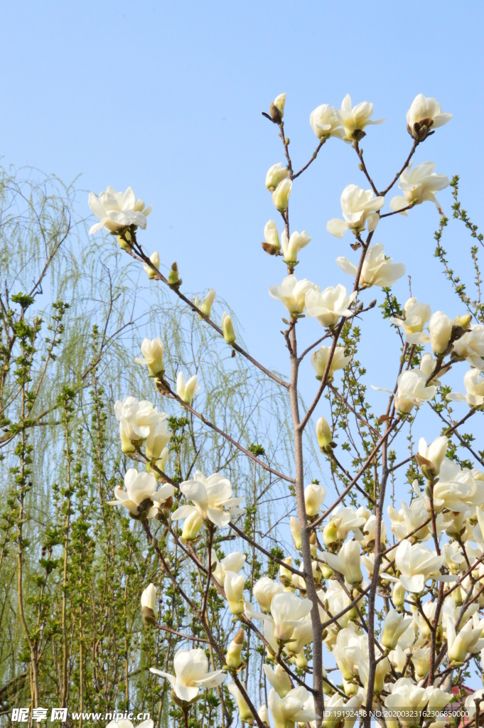 玉兰花