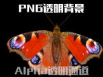 蝴蝶