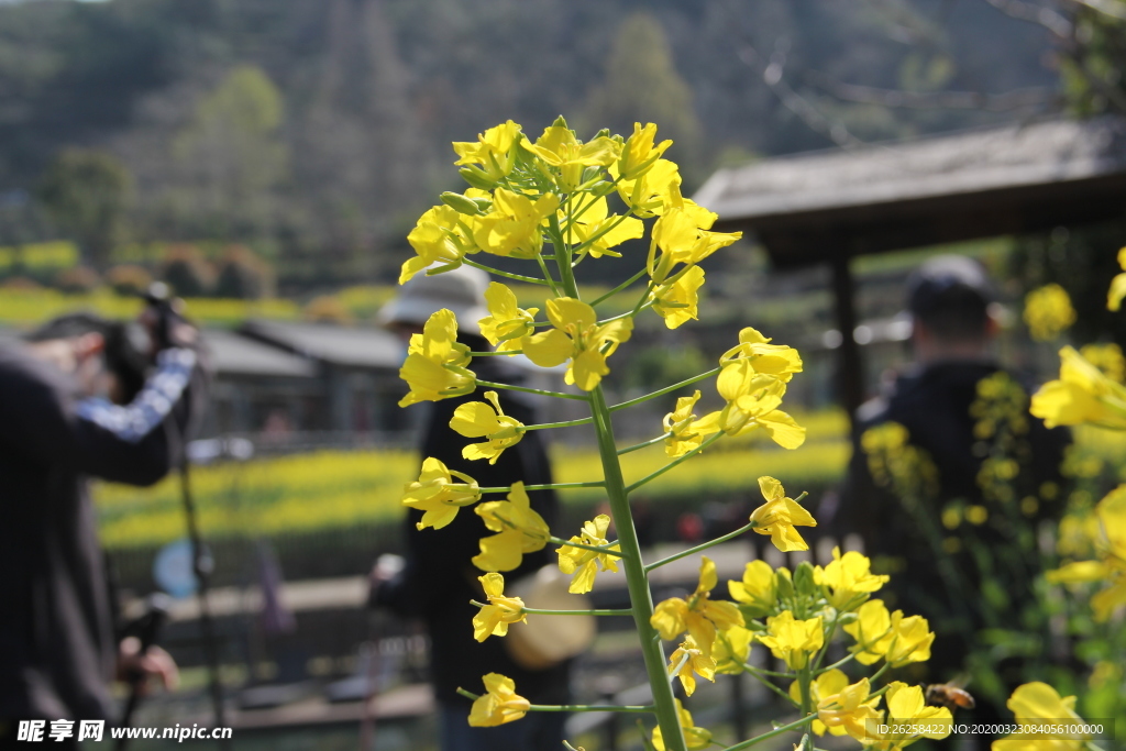 春季油菜花