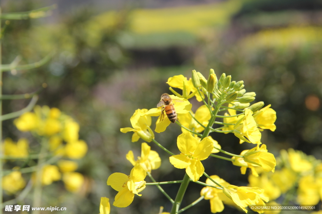 高清蜜蜂采蜜油菜花