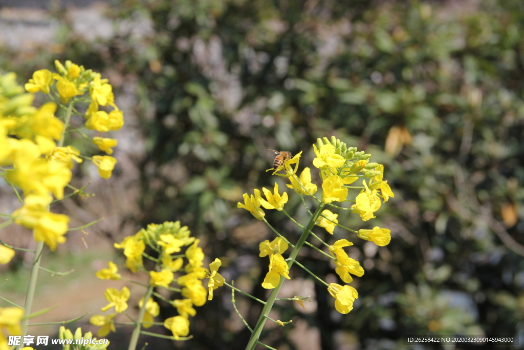 春季蜜蜂油菜花图片