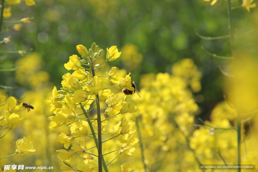 春季油菜花蜜蜂