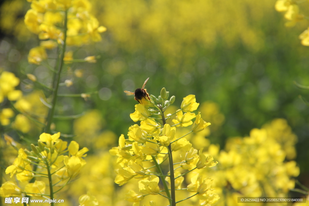 蜜蜂采花蜜油菜花