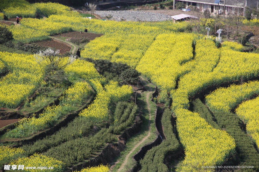 油菜花梯田