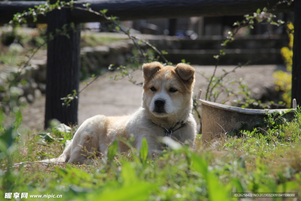 中华田园犬