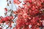 春季唯美植物红花图片