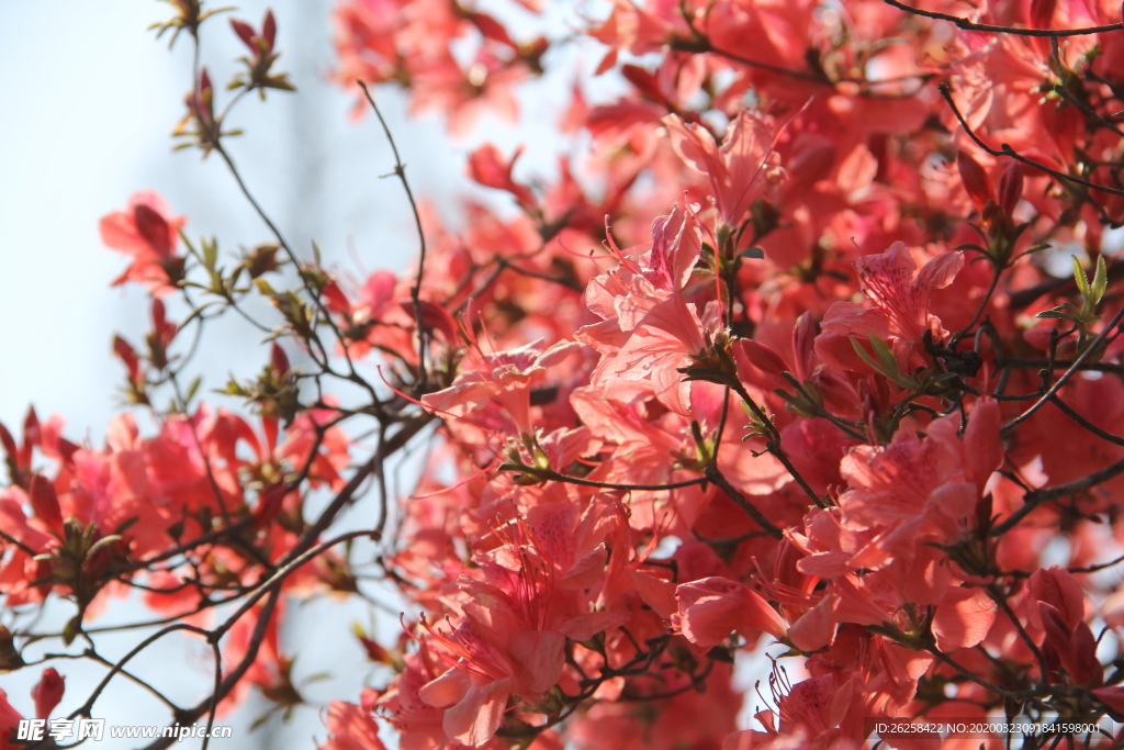 春季唯美植物红花图片