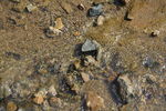 山间溪水石子图片