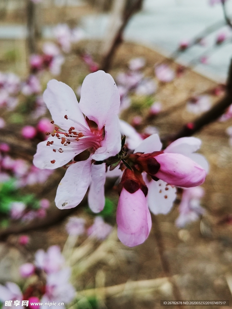 桃花