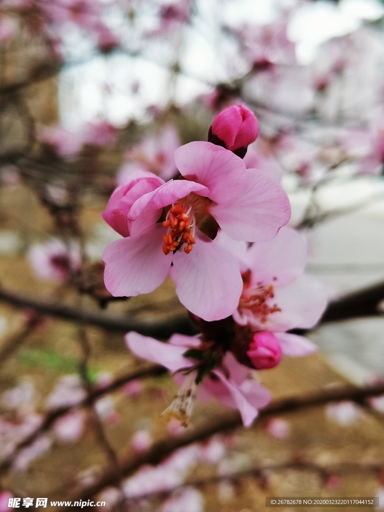 桃花