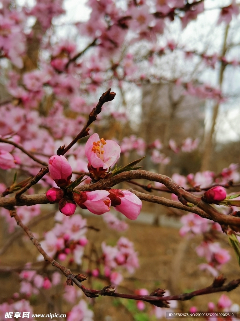 桃花