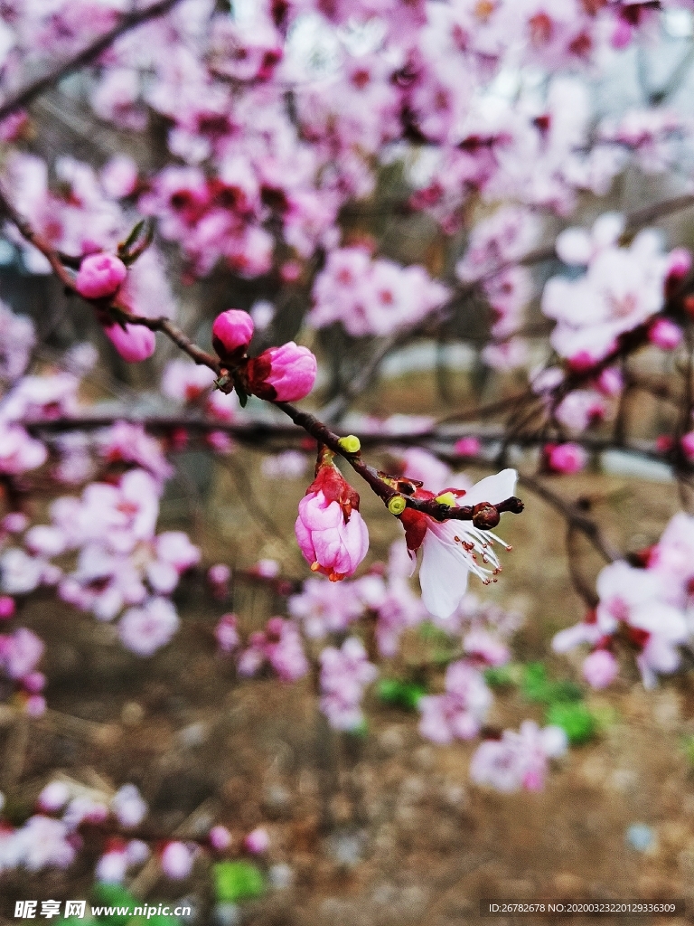 桃花