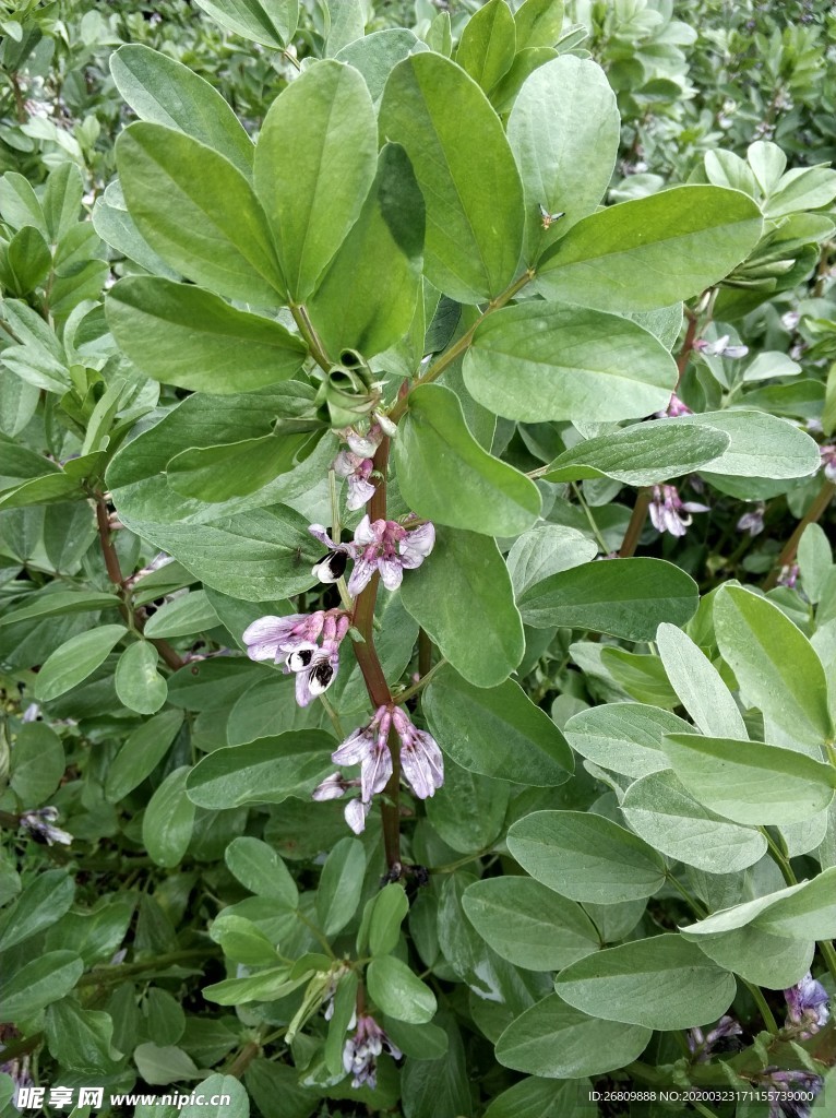 胡豆花  胡豆  花  绿色