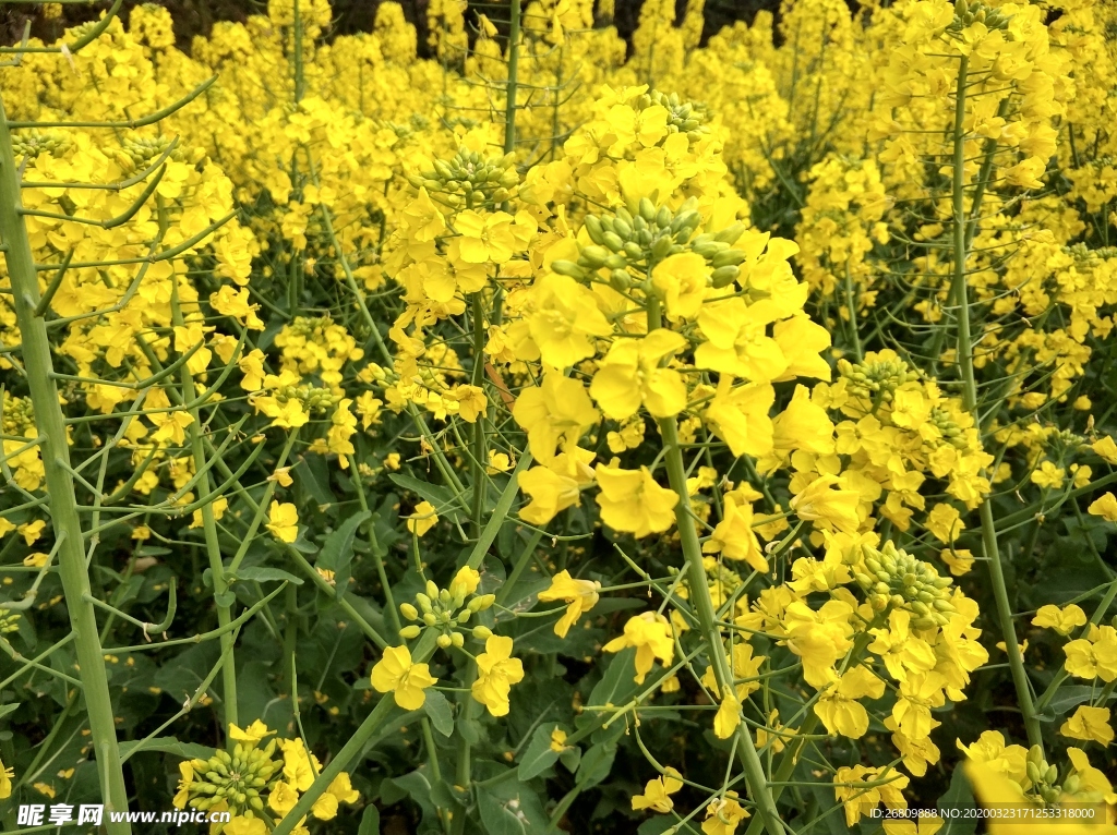 油菜花  油菜  花  绿色