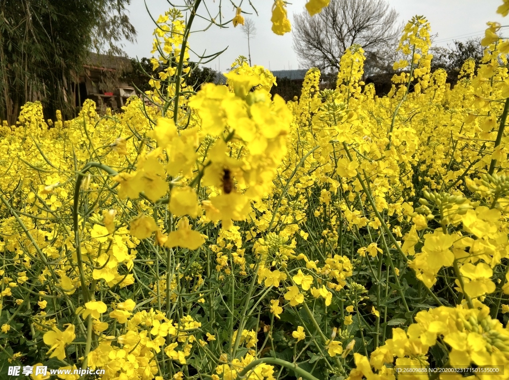 油菜花  油菜  花  绿色