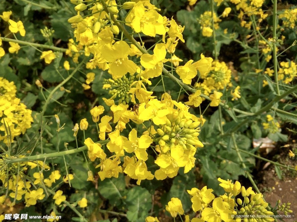 油菜花  油菜  花  绿色