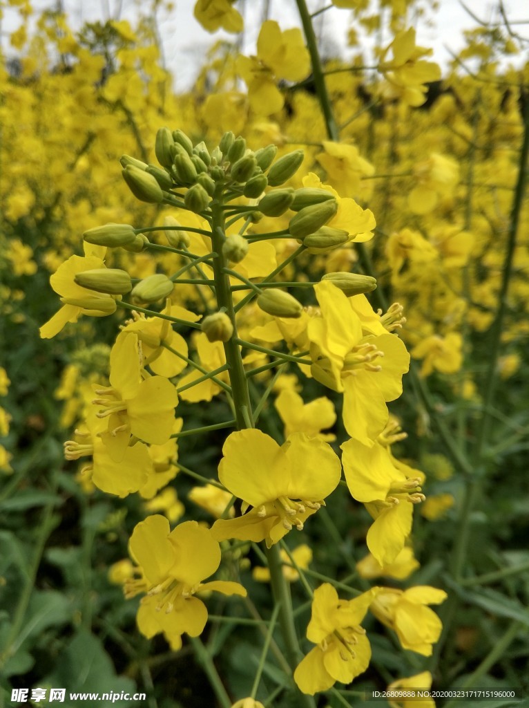 油菜花  油菜  花  绿色