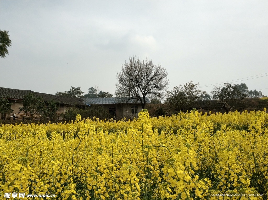 油菜花  油菜  花  绿色