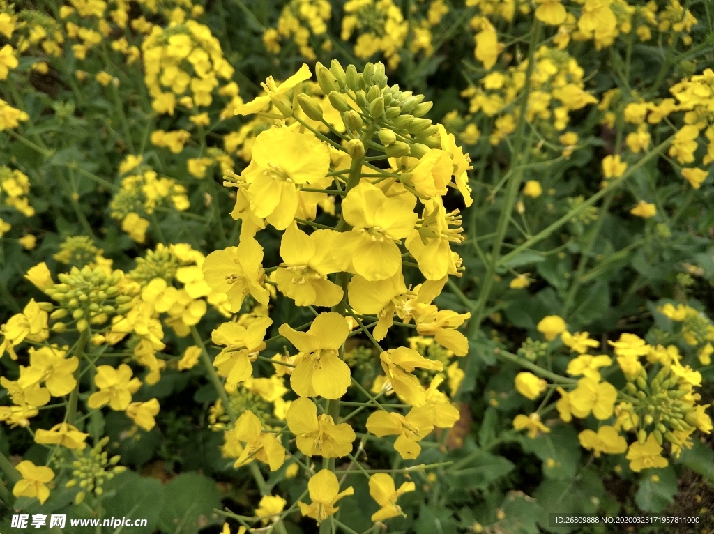 油菜花  油菜  花  绿色