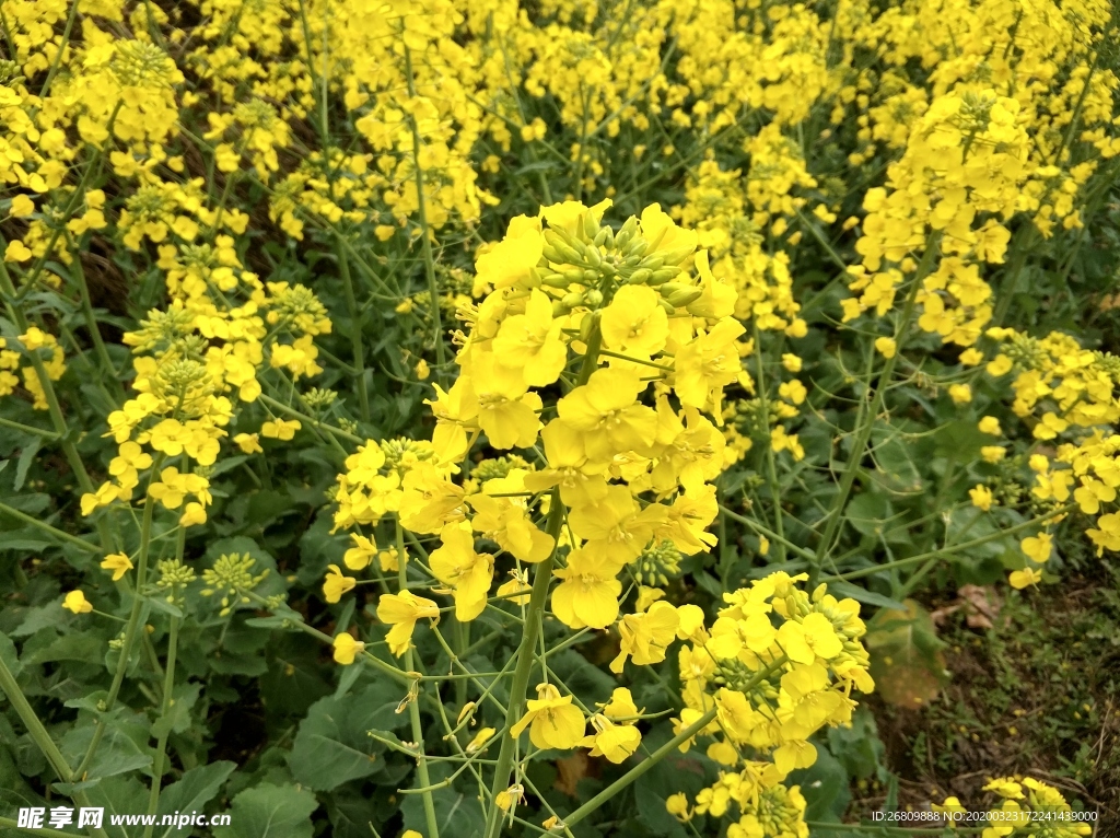油菜花  油菜  花  绿色