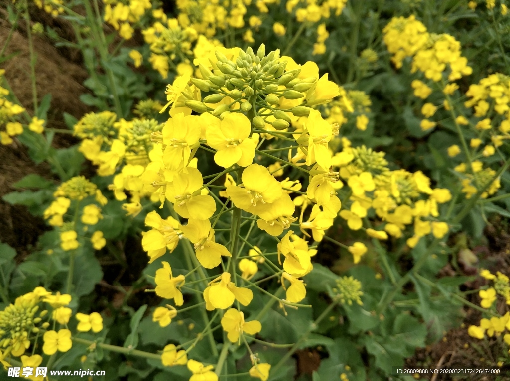 油菜花  油菜  花  绿色