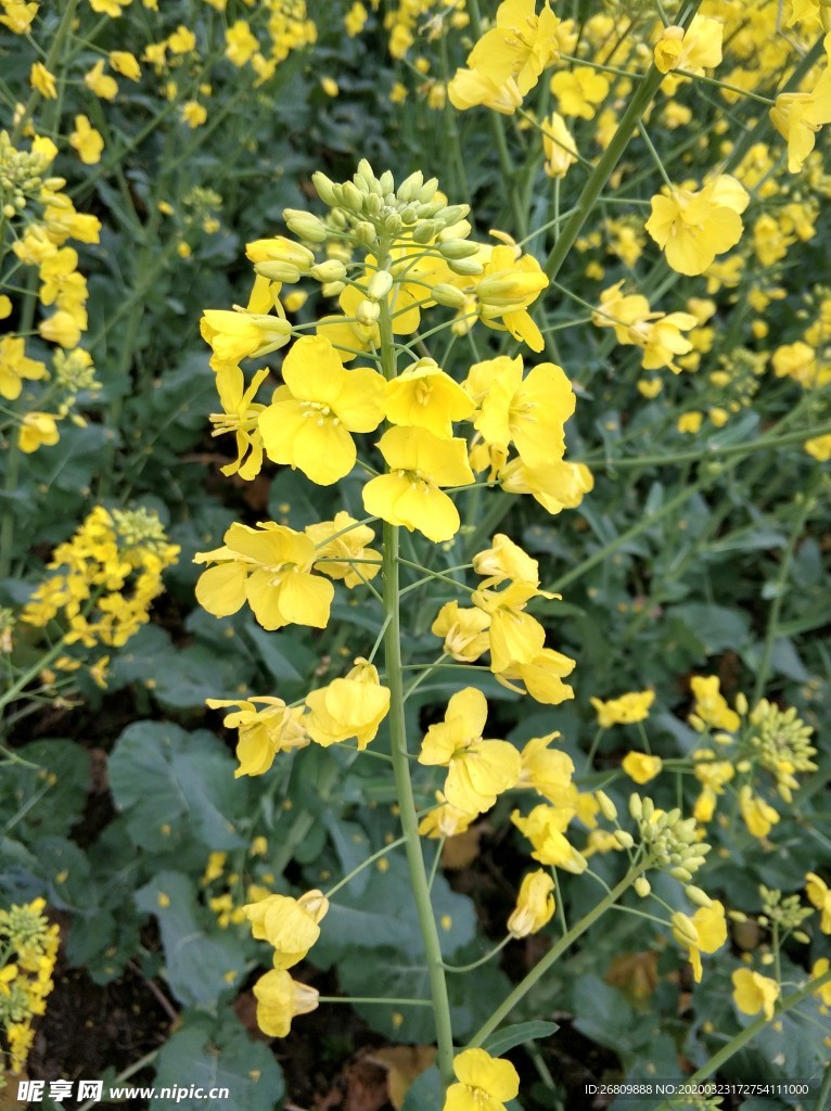 油菜花  油菜  花  绿色