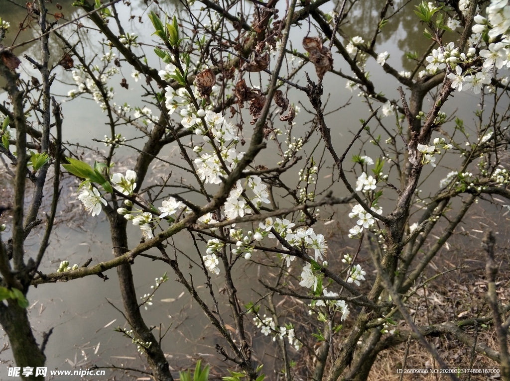 李子花  李花  白色花