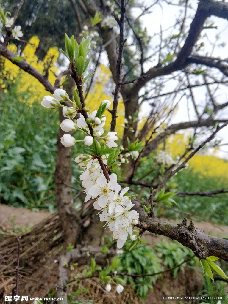 李子花  李花  白色花