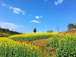 蓝天 白云 油菜花  绿色