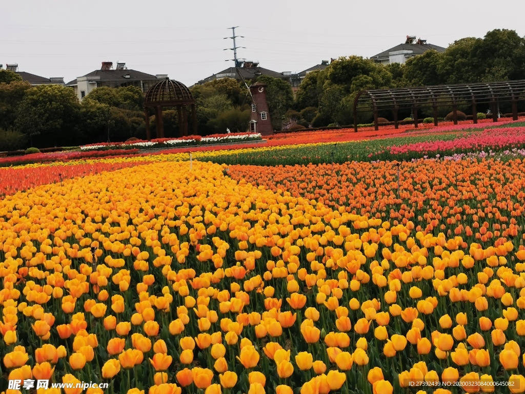 郁金香花海