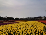 郁金香花海
