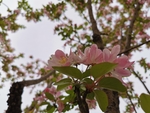 春意