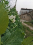 豌豆花
